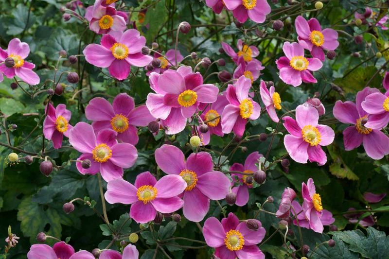 Japanese Anemone