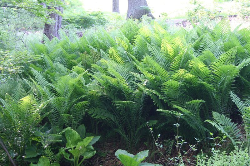 Ferns