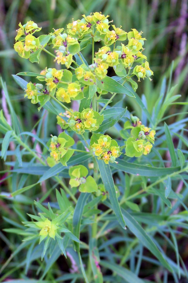 Euphorbia