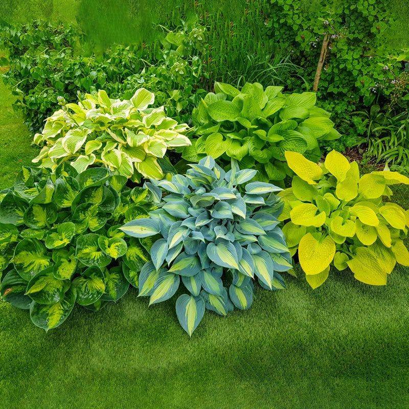 Hosta