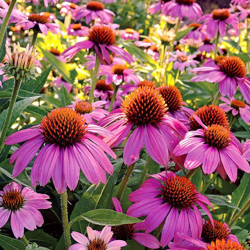 Echinacea 'PowWow Wild Berry'