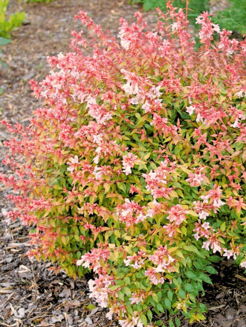 Versatile Companion Plant