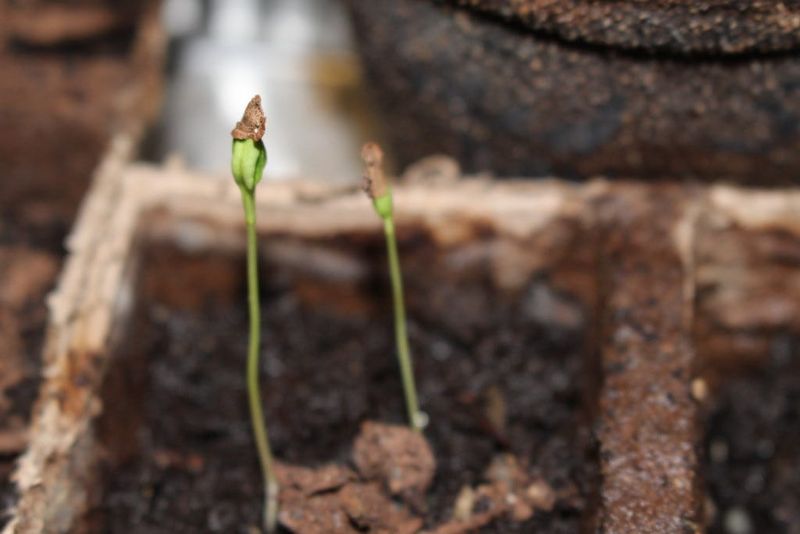 Slow to Establish from Seed