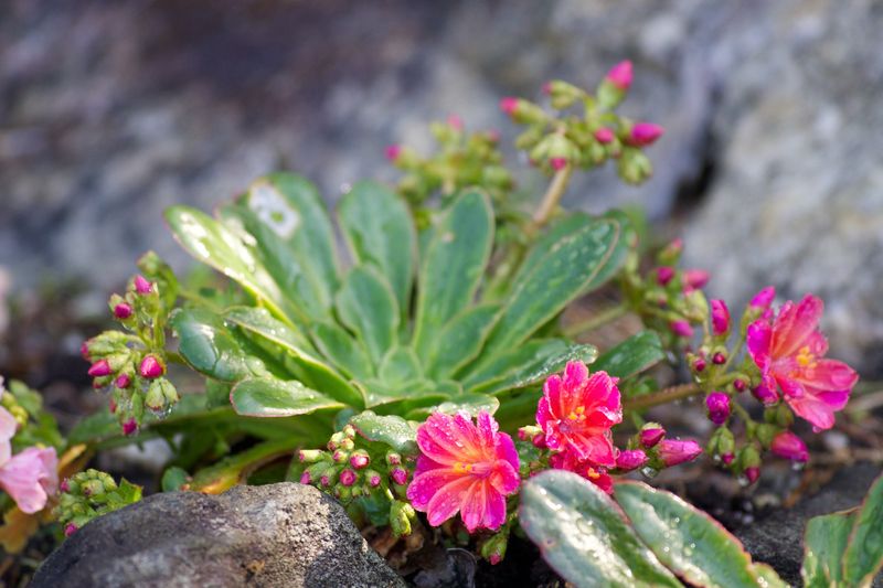 Lewisia Cotyledon