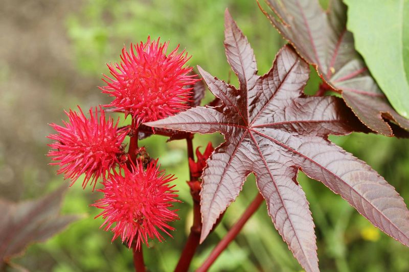 Castor Bean (Ricinus communis)