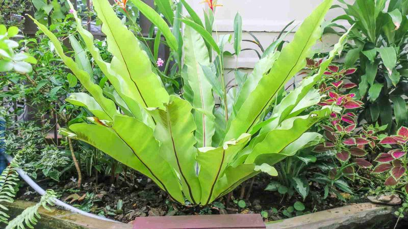 Bird’s Nest Fern