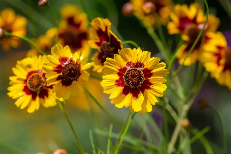 Coreopsis
