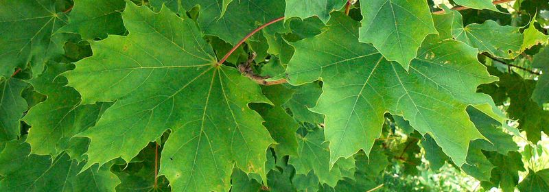 Norway Maple