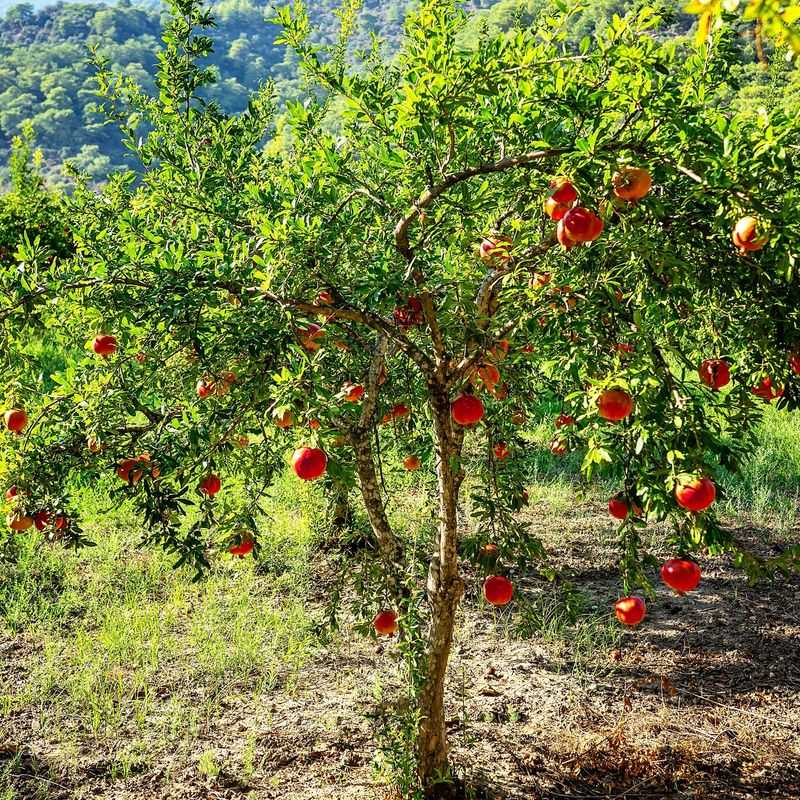 Pomegranate Tree