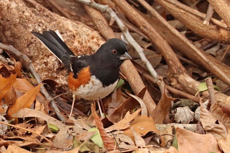 Leave Leaf Litter in Fall