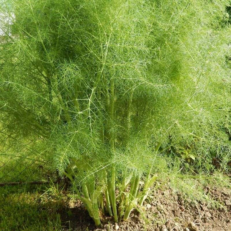 Sweet Fennel