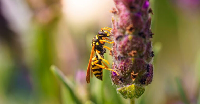Avoid Planting These 16 Wasp-Attracting Flowering Plants In Your Garden