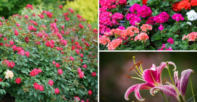 Avoid These 11 Useless Bee Flowers – Plant These 15 Proven Winners Instead
