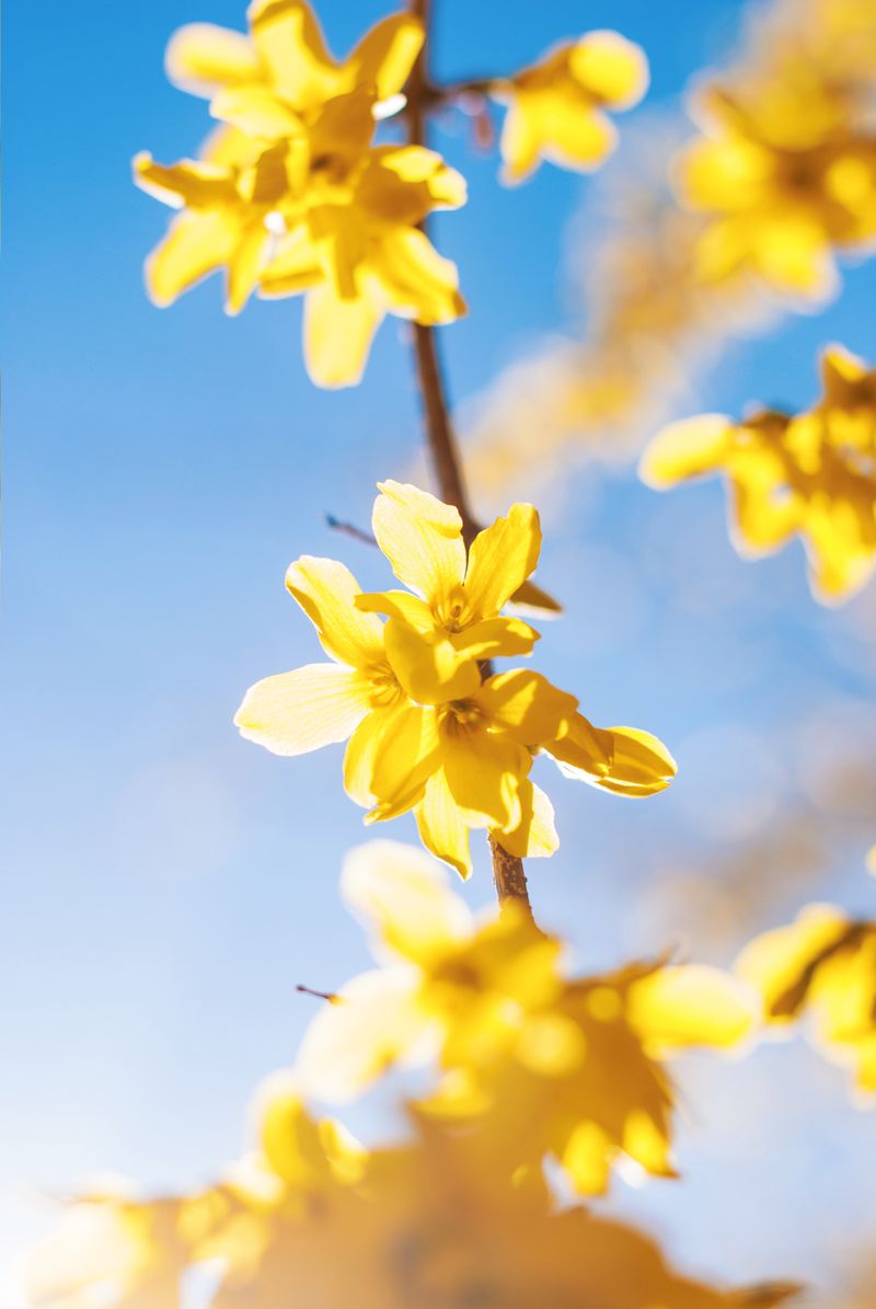 Forsythia