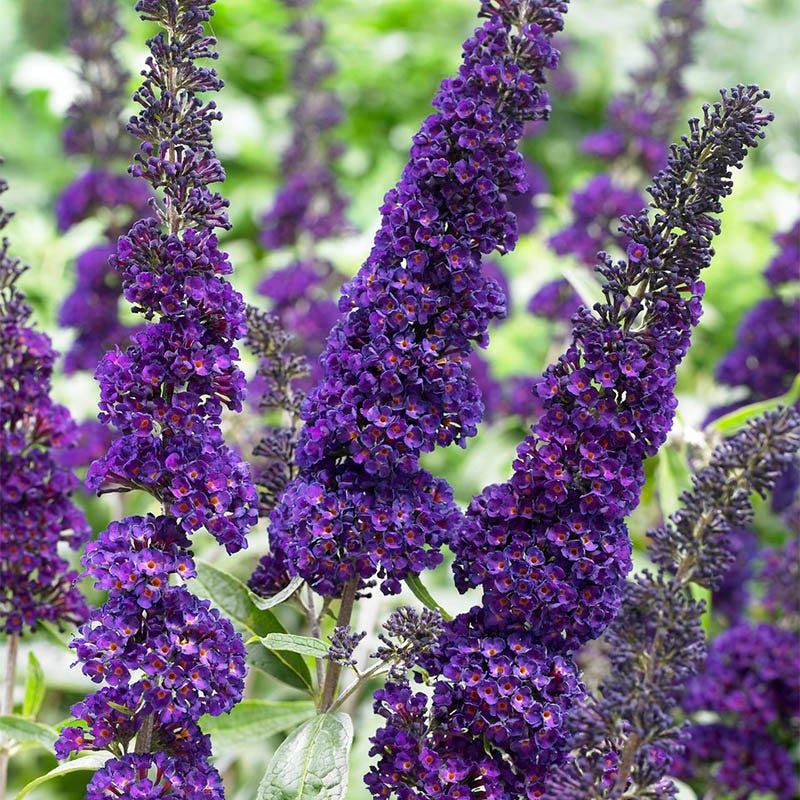 Butterfly Bush 'Black Knight'