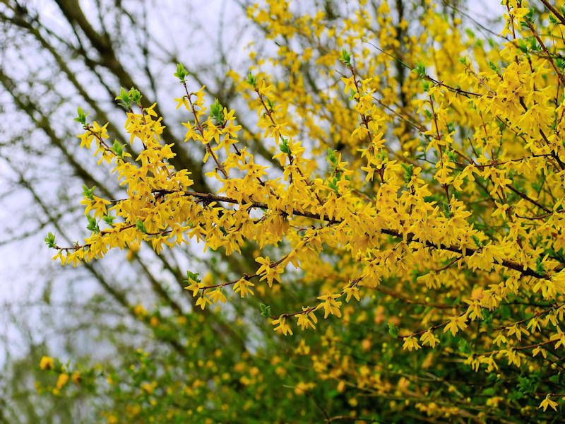 Forsythia