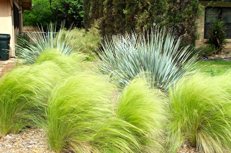 Ornamental Grasses
