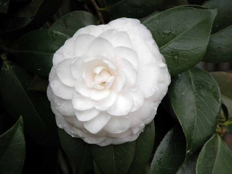 Camellia japonica (White hybrid)