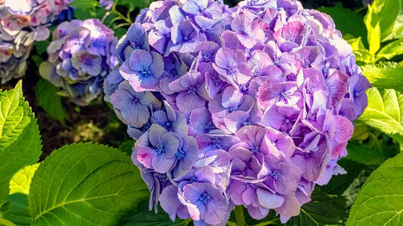 Hydrangeas (Especially Panicle or Smooth Types)