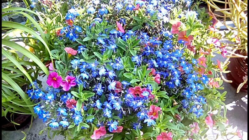 Calibrachoa and Lobelia