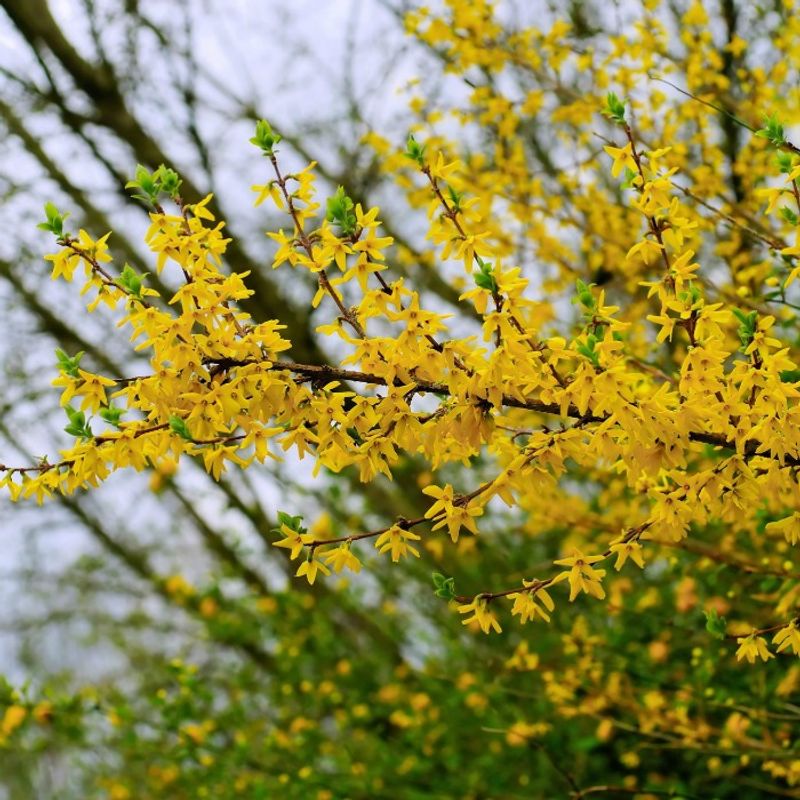 Forsythia
