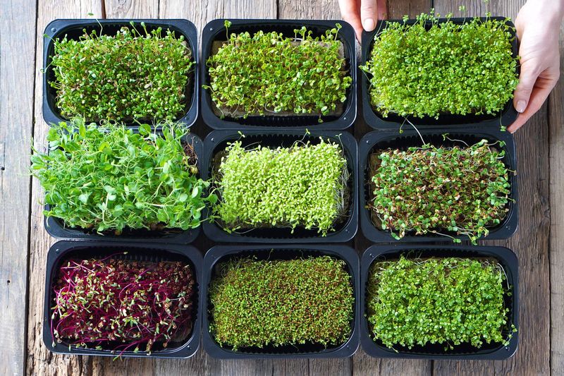 Microgreens