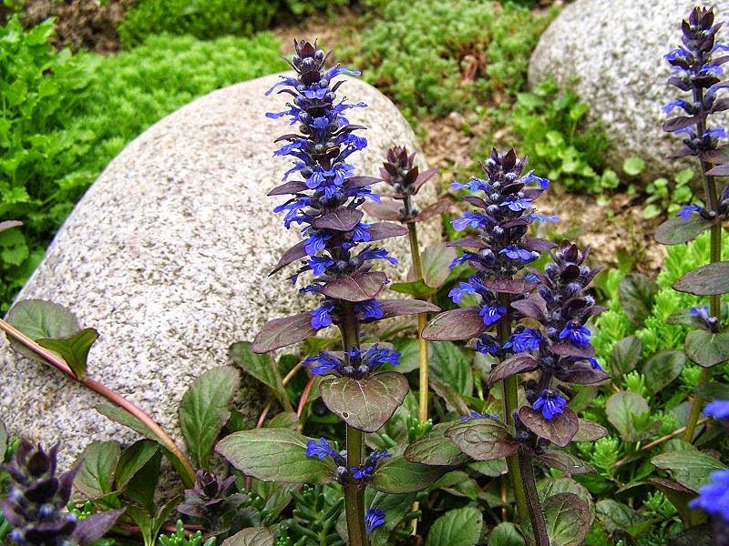 Ajuga Reptans