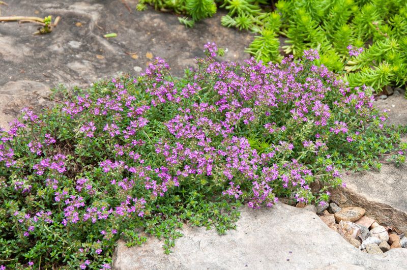 Elfin Thyme