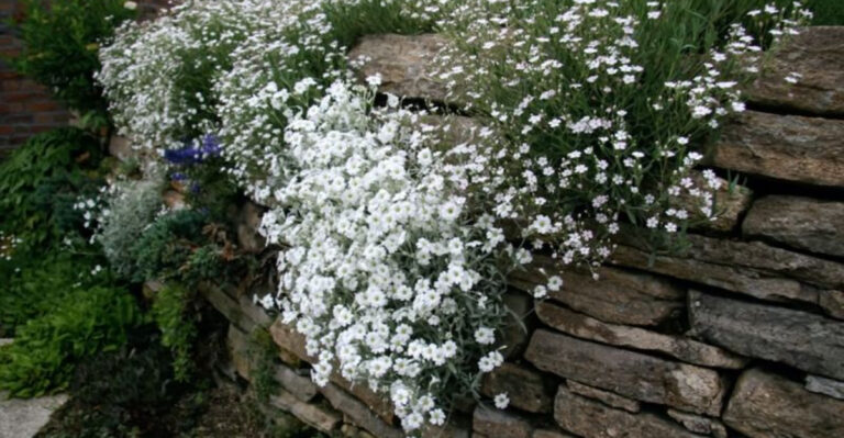 Baby’s Breath: The Secret to Growing Cloud-Like Blooms in Your Garden
