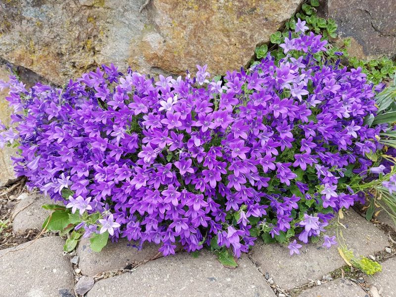 Campanula
