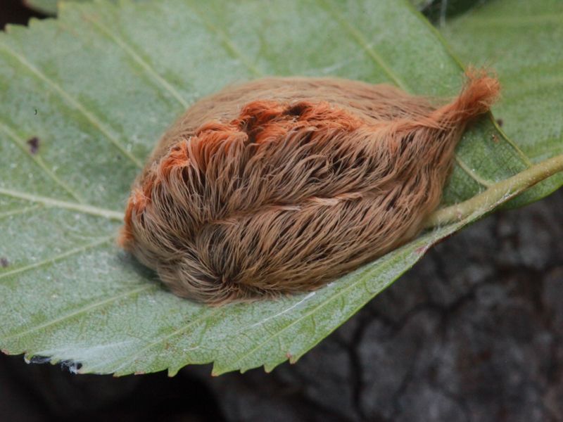 Flannel Moth Caterpillar