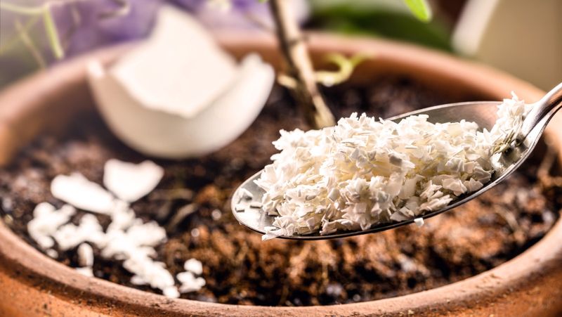 Eggshell Fertilizer