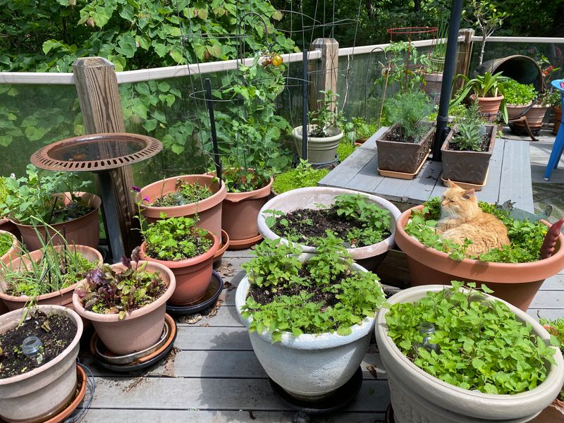 Natural Pest Control Methods