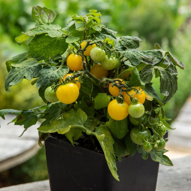 Yellow Canary Tomato