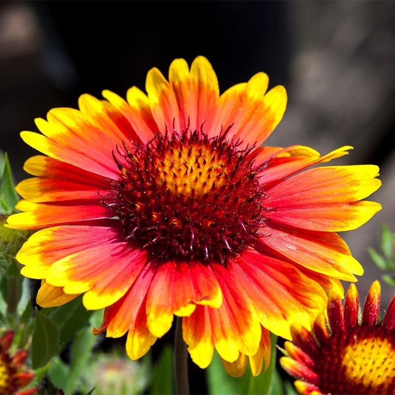 Gaillardia