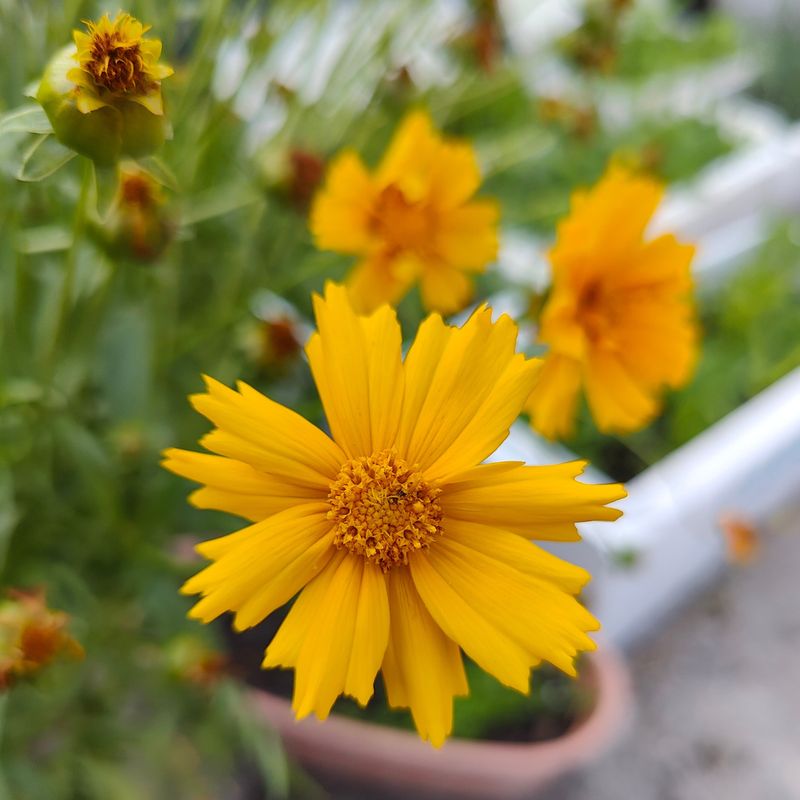 Coreopsis