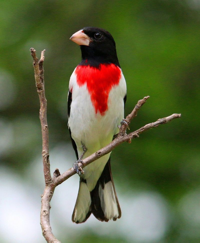 Rose-Breasted Grosbeak