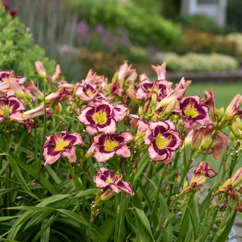 Daylilies