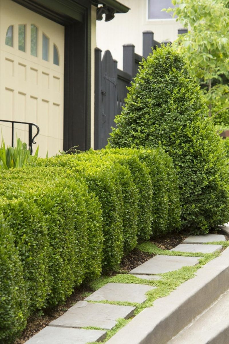 Boxwood