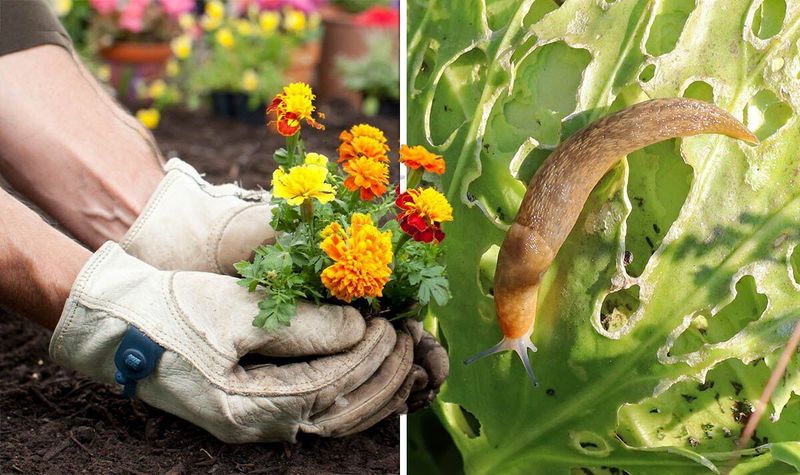 Marigolds Aren’t a Miracle Pest Deterrent