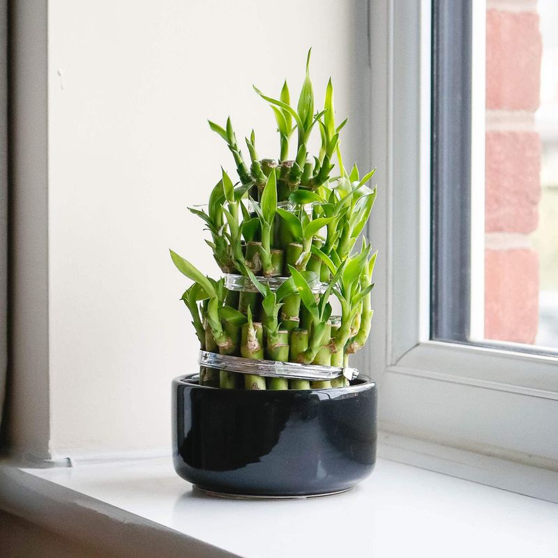 Lucky Bamboo