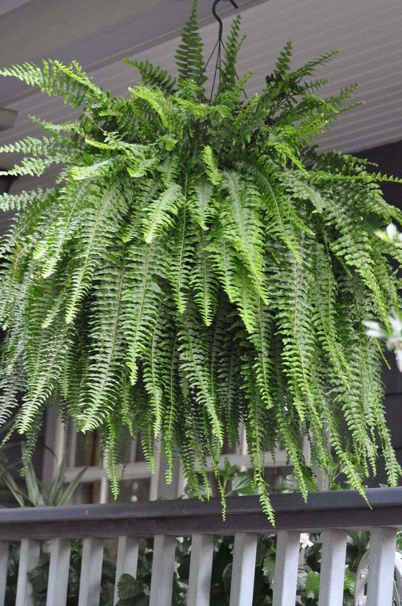 Boston Fern