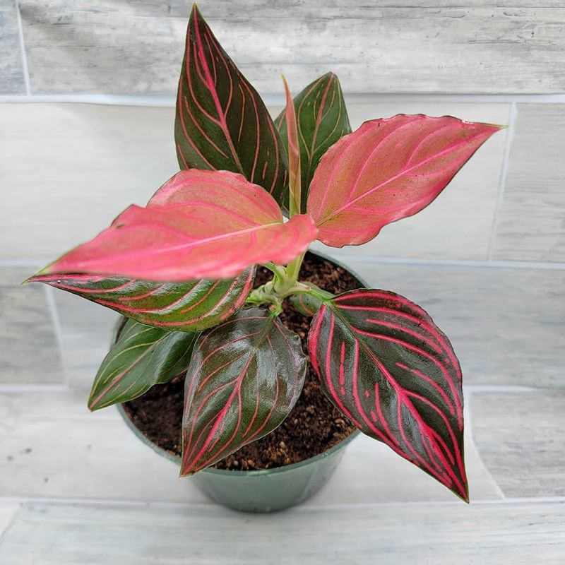 Aglaonema