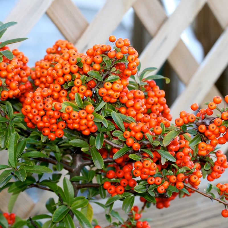 Pyracantha