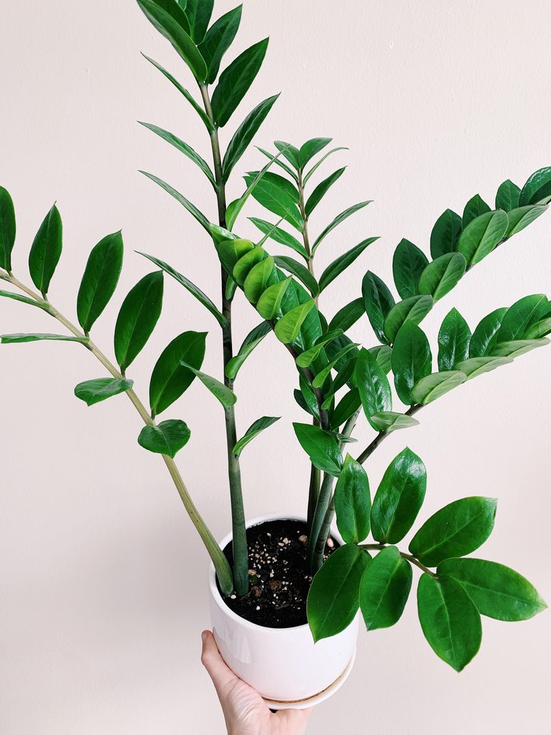 ZZ Plant (Zamioculcas zamiifolia)