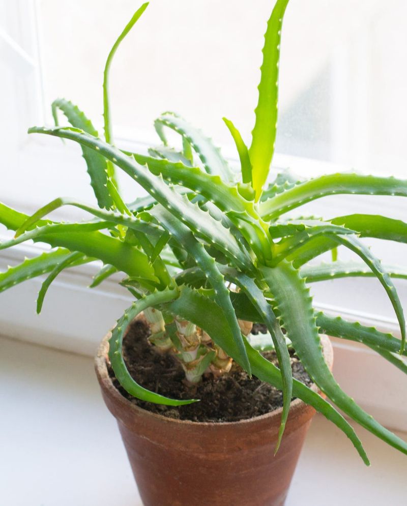 Aloe Vera