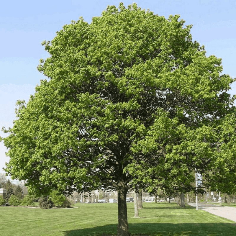 Norway Maple (Acer platanoides)