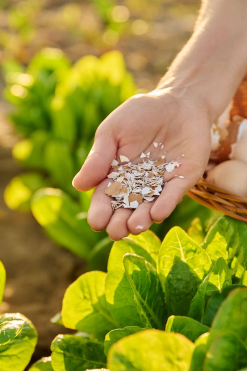 Eggshell Pest Barrier