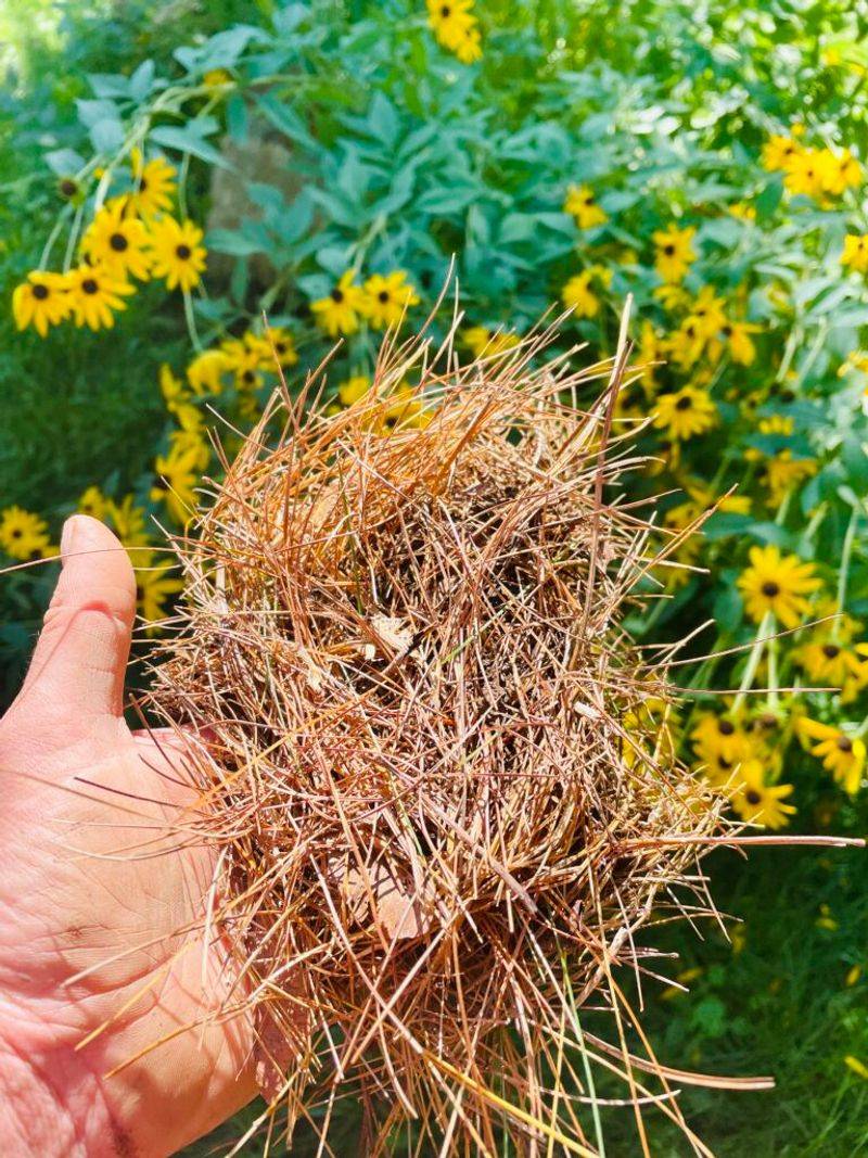 Pine Needles (Acid-Loving Mulch)