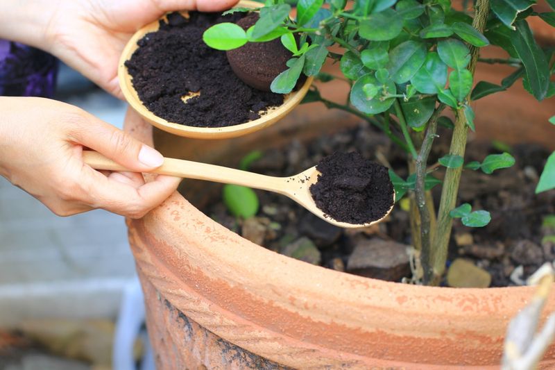 Coffee Grounds: Pest Control + Nutrient Boost